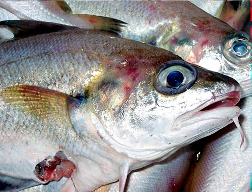 Trisopterus minutus_0777